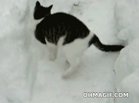 cat-loves-snow